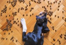 Can Food Cause Anal Gland Issues in Dogs