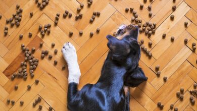 Can Food Cause Anal Gland Issues in Dogs