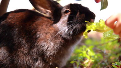 Can Rabbits Eat Grapes