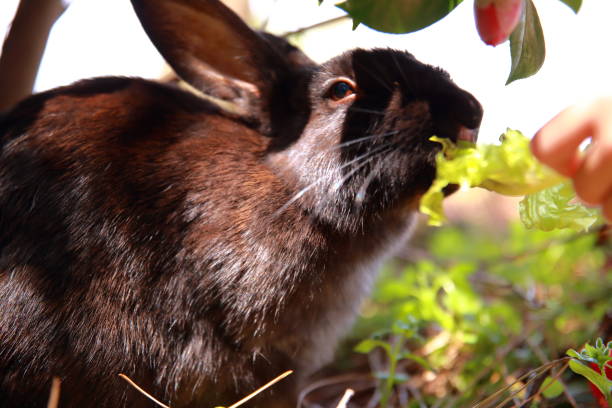 Can Rabbits Eat Grapes