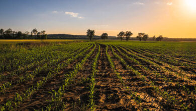 What Planting Zone is Missouri