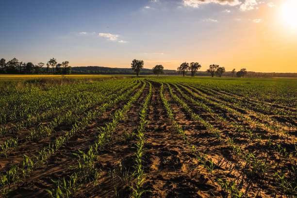 What Planting Zone is Missouri