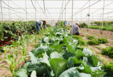 Organic farming or O Farming