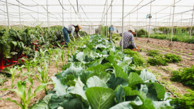 Organic farming or O Farming