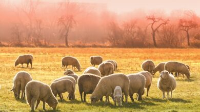 Animalism In Animal Farm