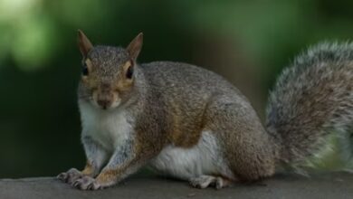 Are Squirrels Nocturnal Animals