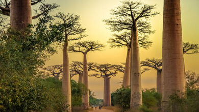 Baobab Trees