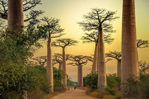 Baobab Trees