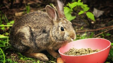 Can Rabbits Eat Tomatoes