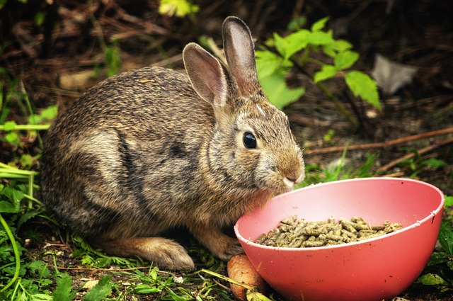 Can Rabbits Eat Tomatoes