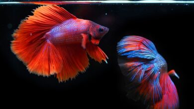 How Long Can Betta Fish Go Without Food