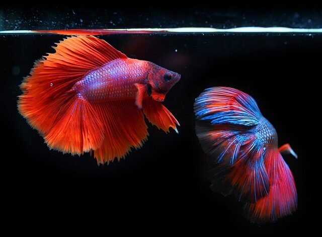 How Long Can Betta Fish Go Without Food