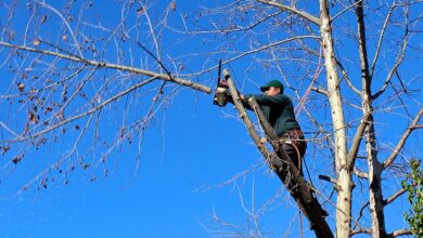 Tree Trimming