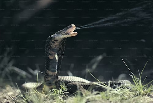 What Animal Eats Snakes