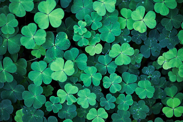 When to Plant Clover