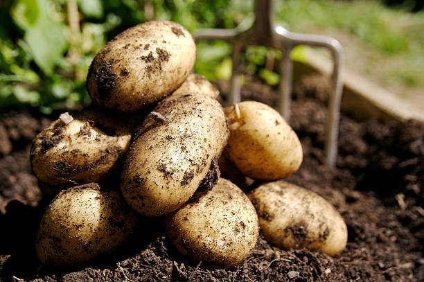 When to Plant Potatoes in Missouri