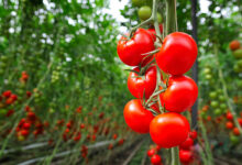 When to Plant Tomatoes in Georgia