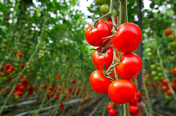 When to Plant Tomatoes in Georgia