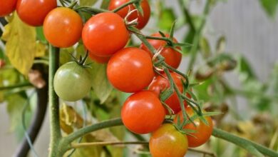 When to Plant Tomatoes in Ohio