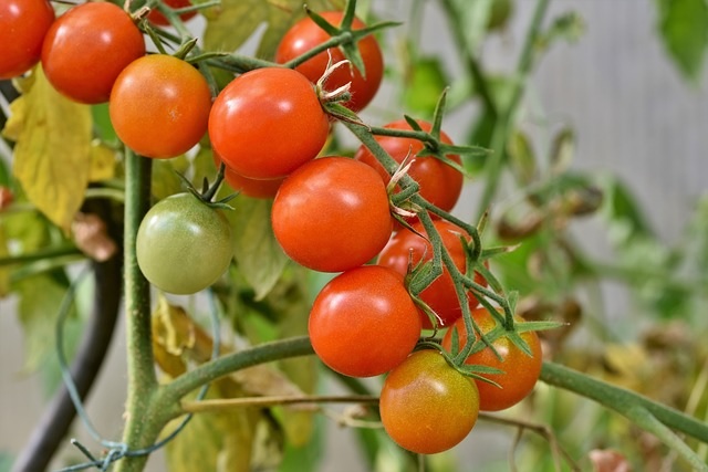 When to Plant Tomatoes in Ohio