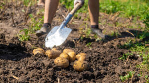 When to harvest potatoes in Missouri