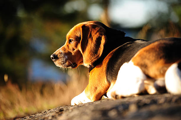 Blue Tick Beagle