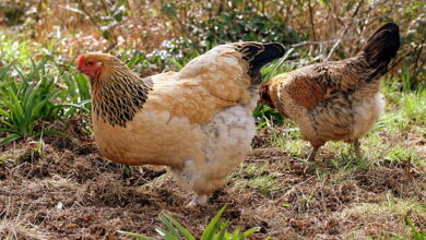  Buff Brahma Chickens