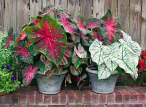 Caladium