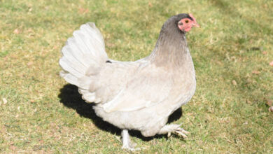 California White Chicken