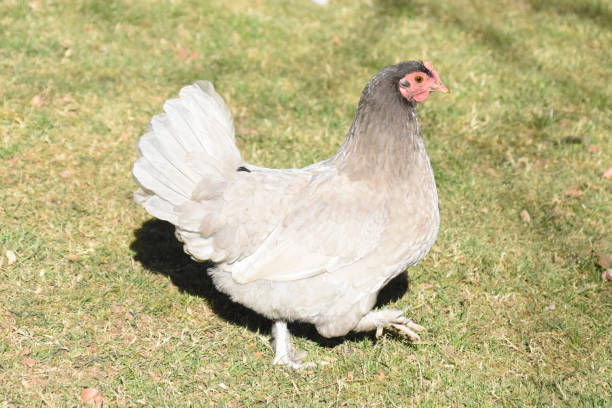 California White Chicken