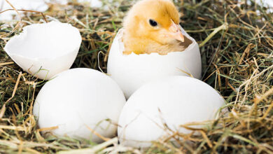 How Long Does It Take for Chicken Eggs to Hatch