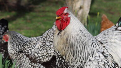 Columbian Wyandotte Chicken