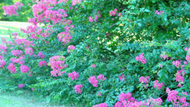 Crape Myrtle Bushes