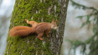 Do Squirrels Have Night Vision