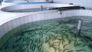 Fish Farming