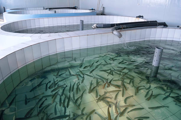 Fish Farming