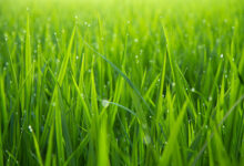 HOW TO GROW GRASS FAST