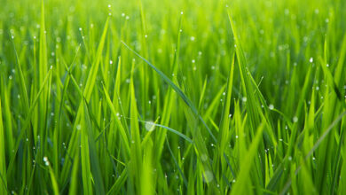 HOW TO GROW GRASS FAST