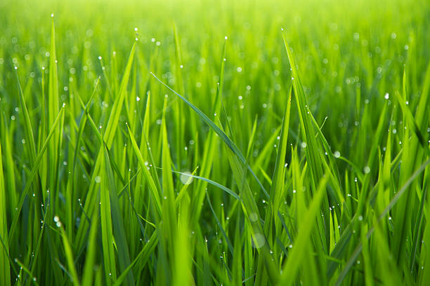 HOW TO GROW GRASS FAST