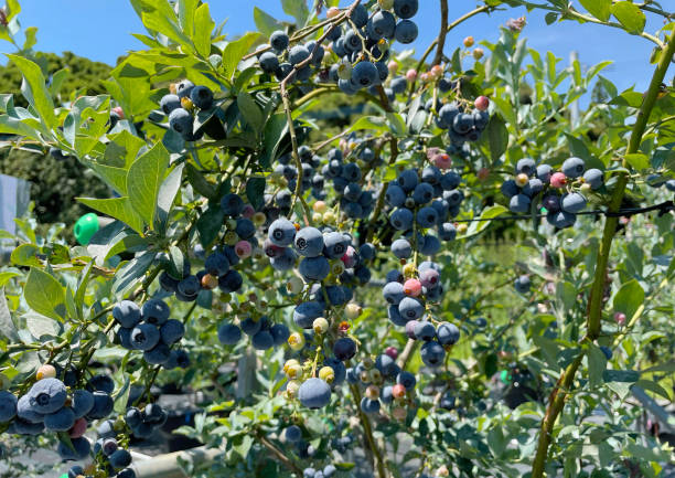 Japanese blueberry tree