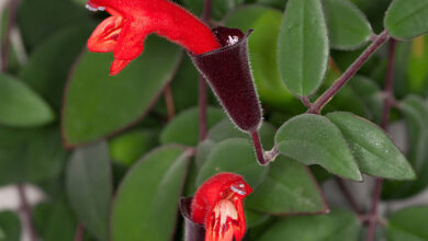 Lipstick Plants