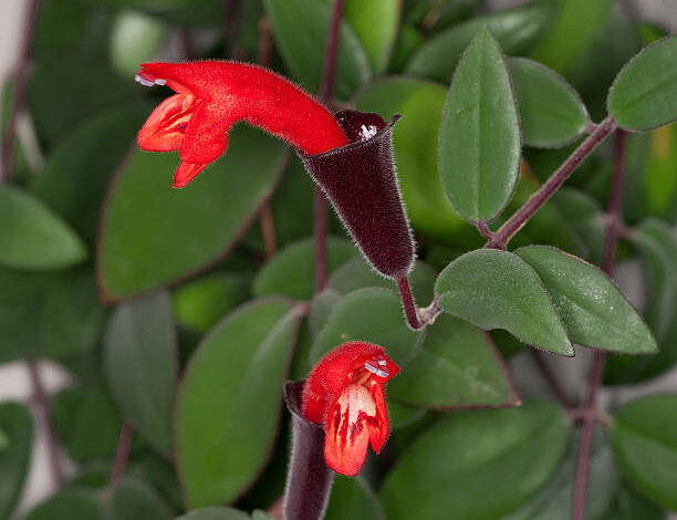 Lipstick Plants