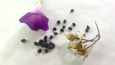 Morning Glory Seeds