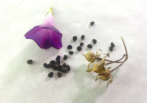 Morning Glory Seeds