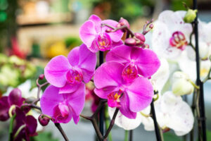 Orchids