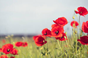 Oriental Poppy