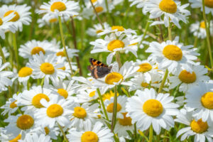 Oxeye Daisy