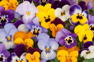 Pansy