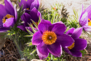 Pasque Flower