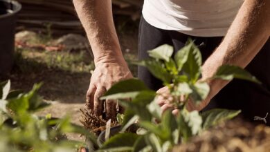 Structure Planting